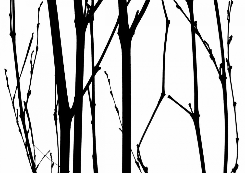 Branch Silhouette VI art print by Monika Burkhart for $57.95 CAD