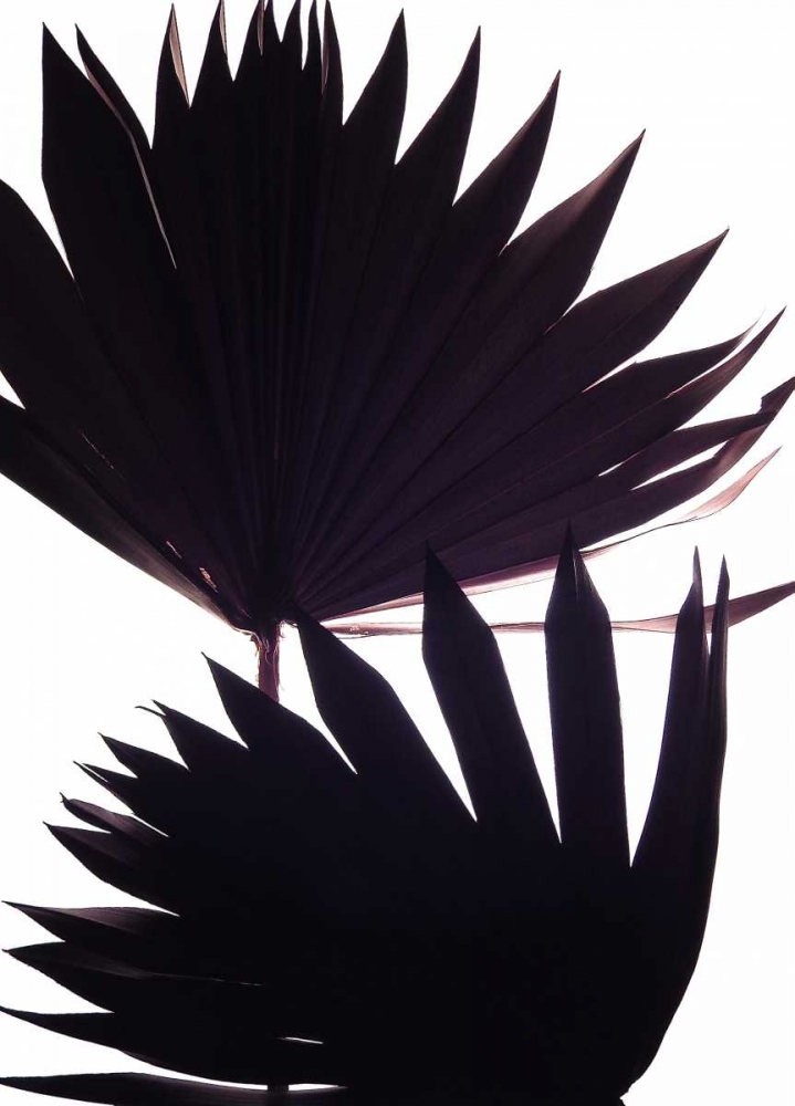 Backlit II art print by Monika Burkhart for $57.95 CAD