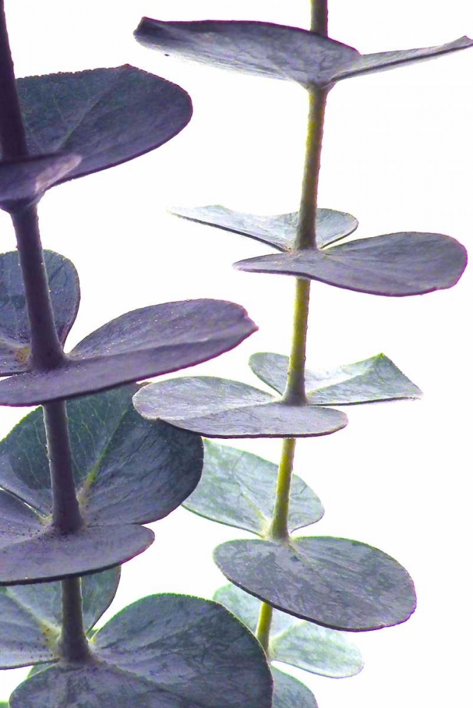 Eucalyptus I art print by Monika Burkhart for $57.95 CAD