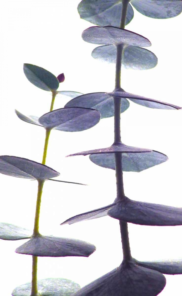 Eucalyptus II art print by Monika Burkhart for $57.95 CAD