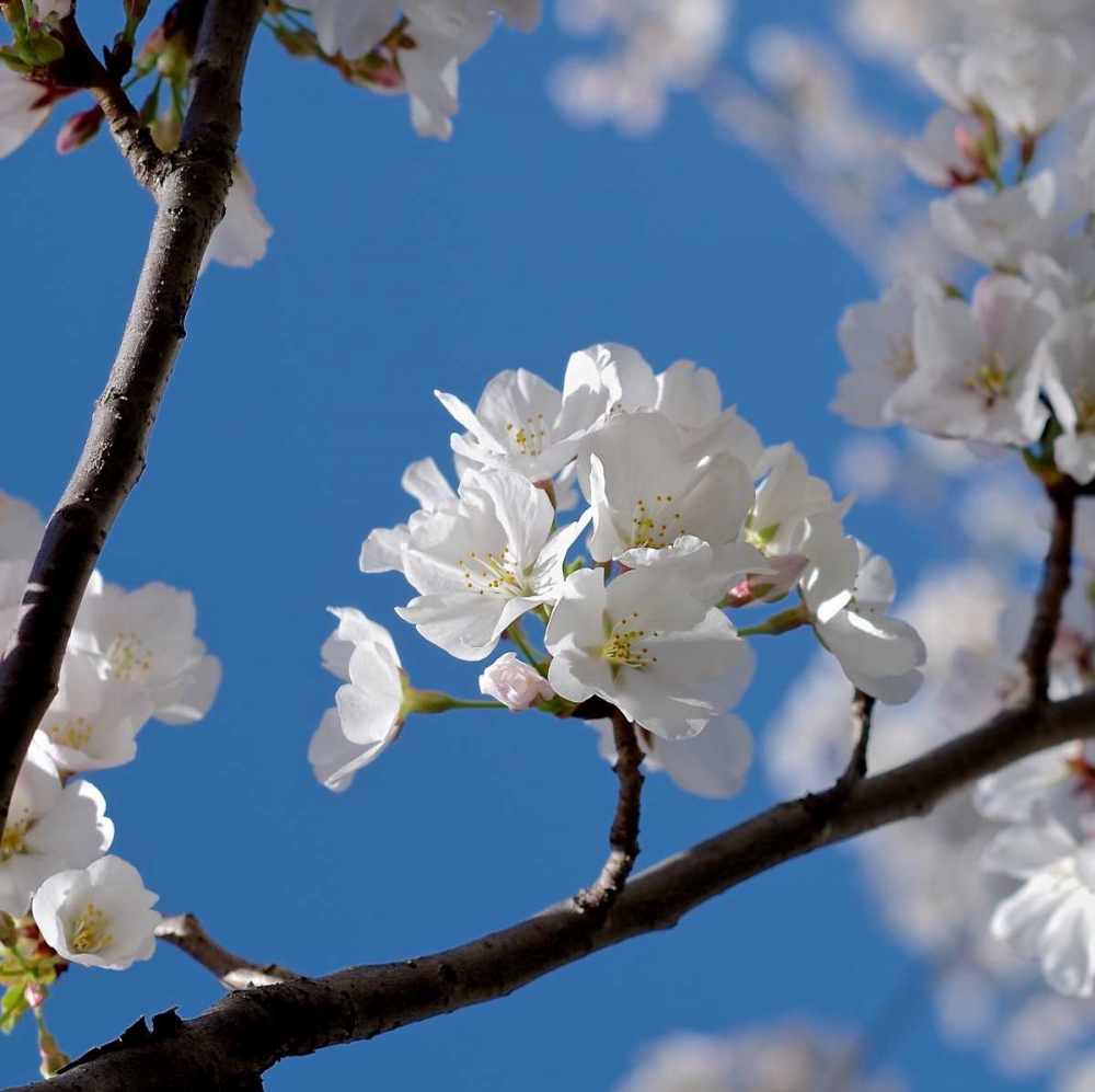 Apple Blossoms I art print by Monika Burkhart for $57.95 CAD
