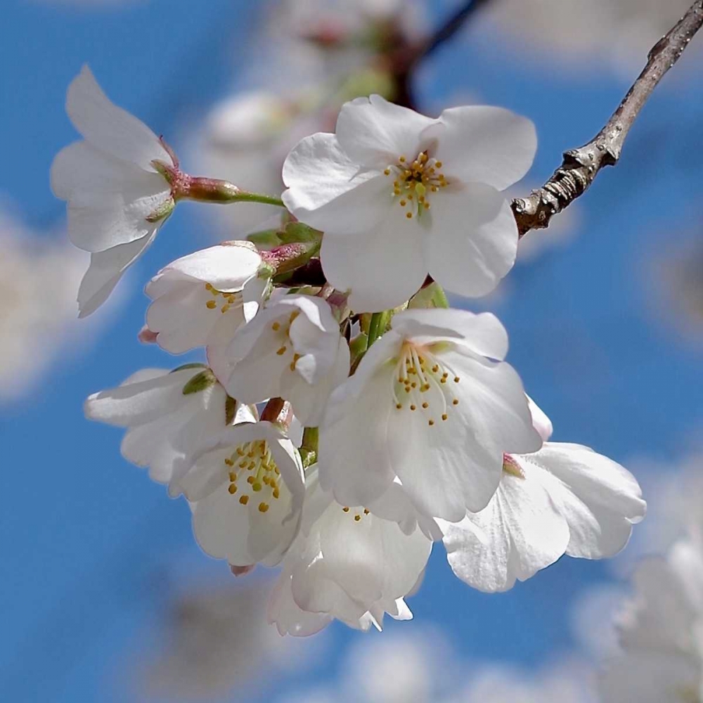 Apple Blossoms II art print by Monika Burkhart for $57.95 CAD