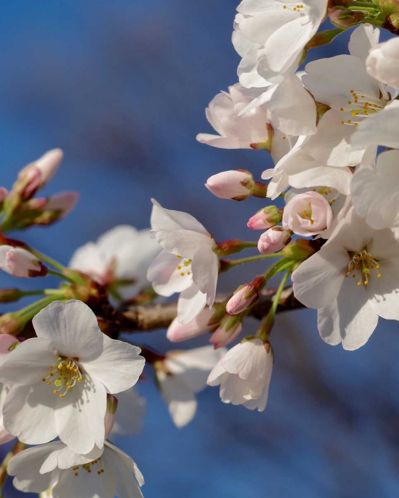 Apple Blossoms III art print by Monika Burkhart for $57.95 CAD