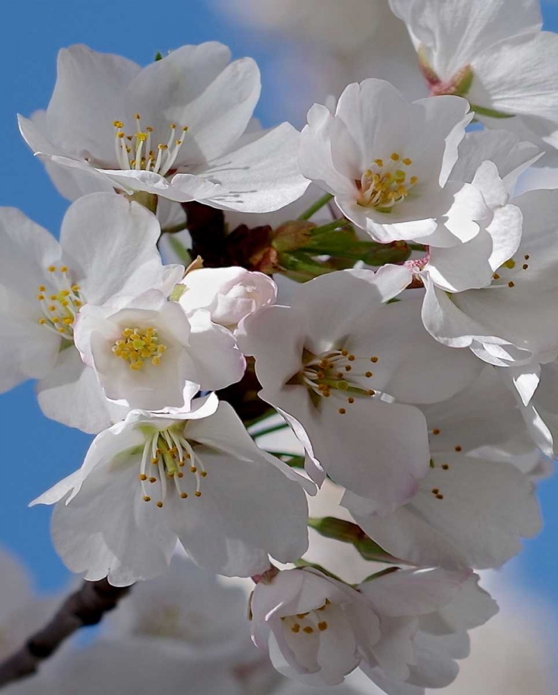 Apple Blossoms IV art print by Monika Burkhart for $57.95 CAD