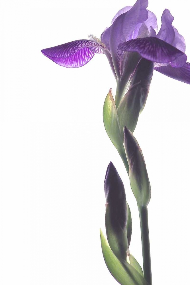 Purple Iris I art print by Monika Burkhart for $57.95 CAD