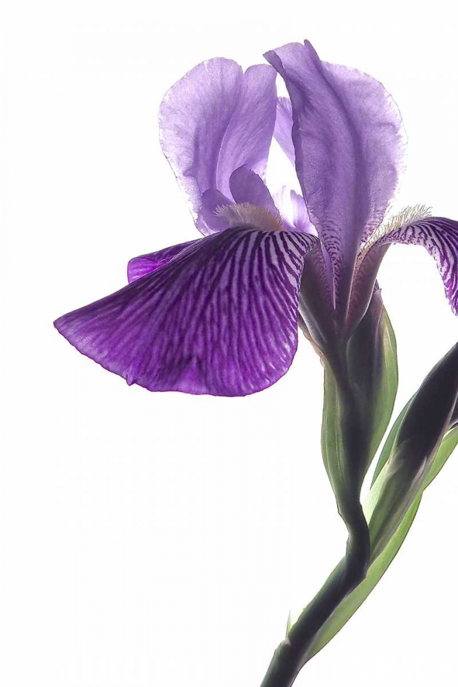 Purple Iris II art print by Monika Burkhart for $57.95 CAD