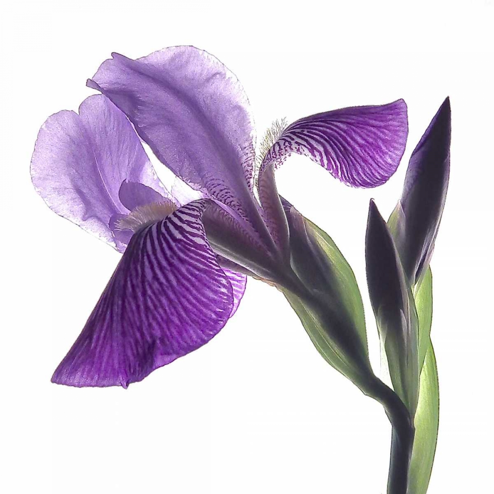 Purple Iris III art print by Monika Burkhart for $57.95 CAD