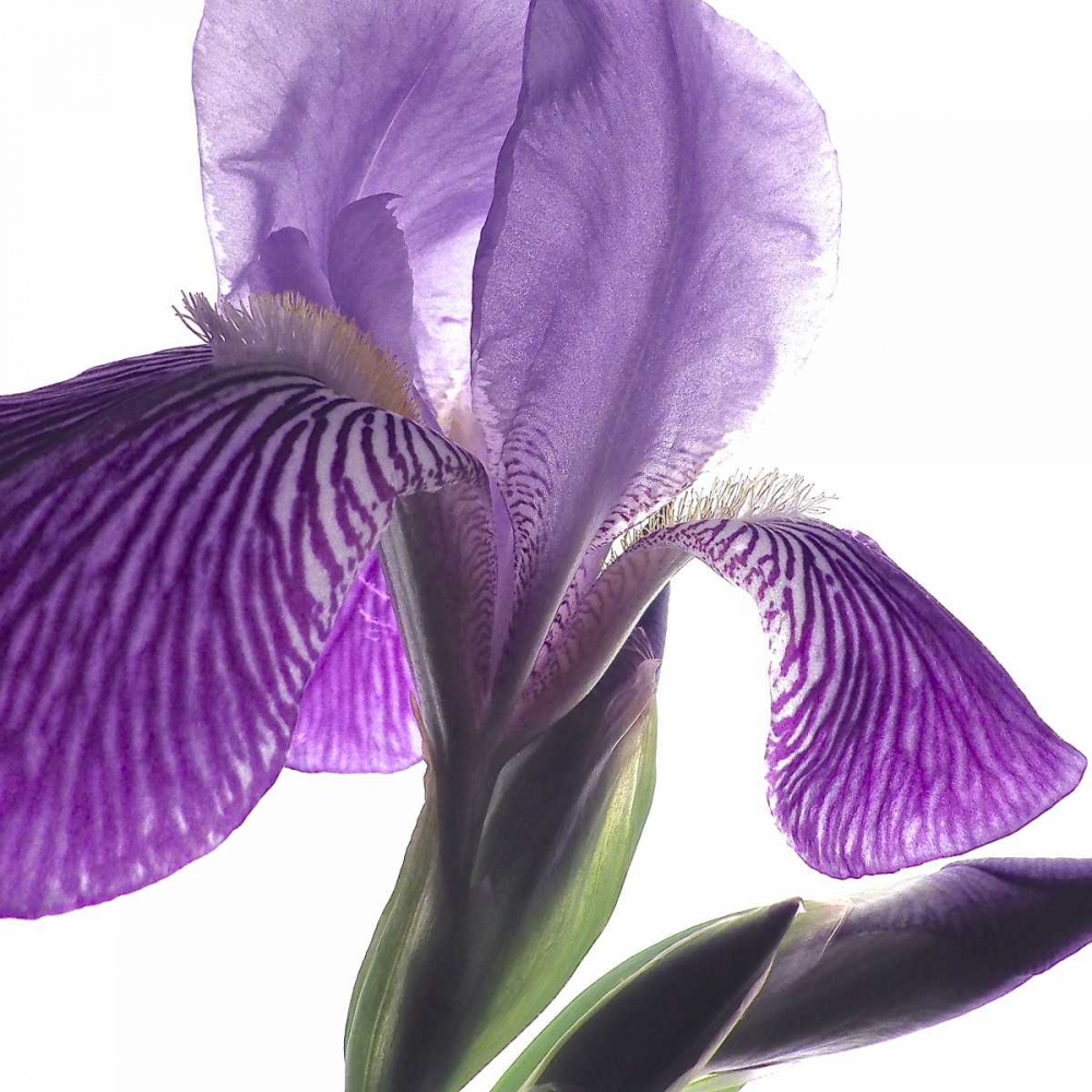 Purple Iris IV art print by Monika Burkhart for $57.95 CAD