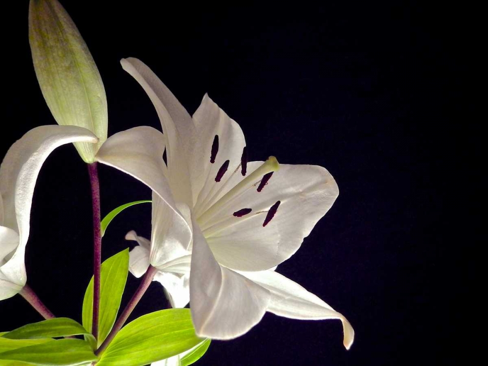 White Lilies I art print by Monika Burkhart for $57.95 CAD