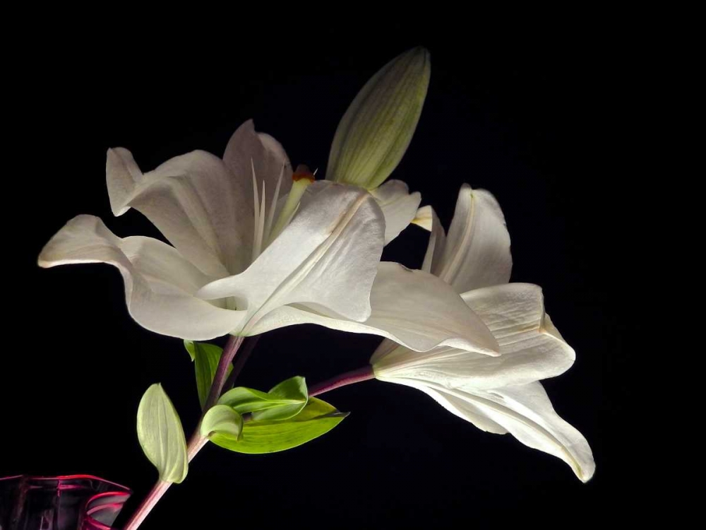 White Lilies II art print by Monika Burkhart for $57.95 CAD