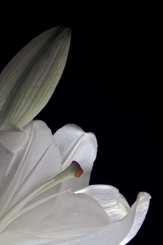 White Lilies III art print by Monika Burkhart for $57.95 CAD