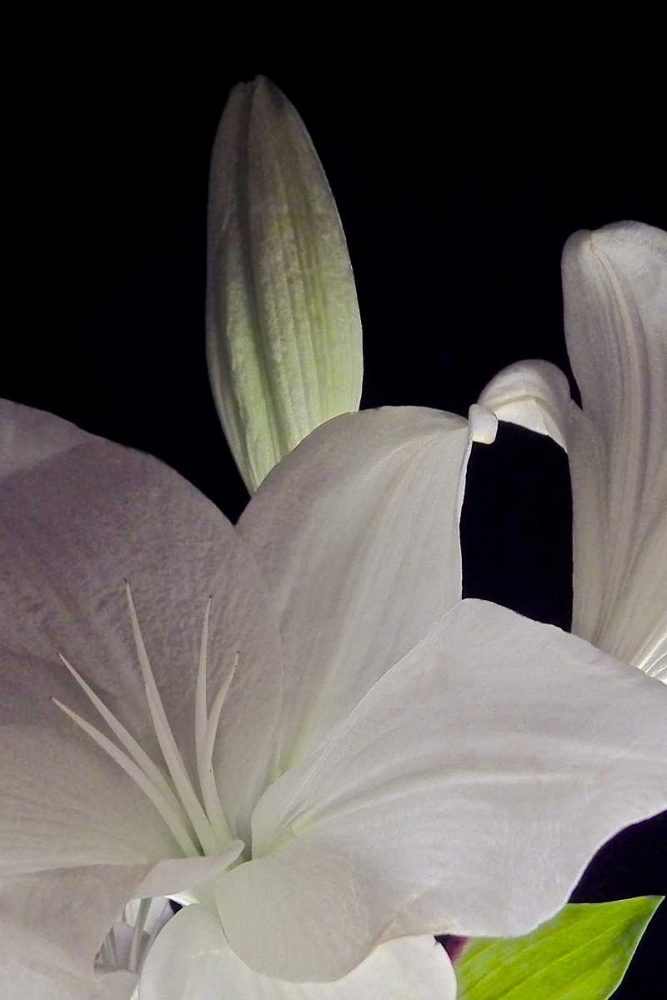 White Lilies IV art print by Monika Burkhart for $57.95 CAD