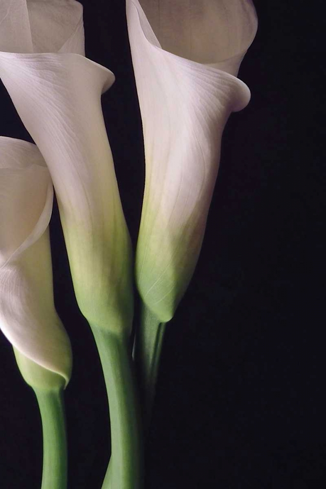 White Callas I art print by Monika Burkhart for $57.95 CAD