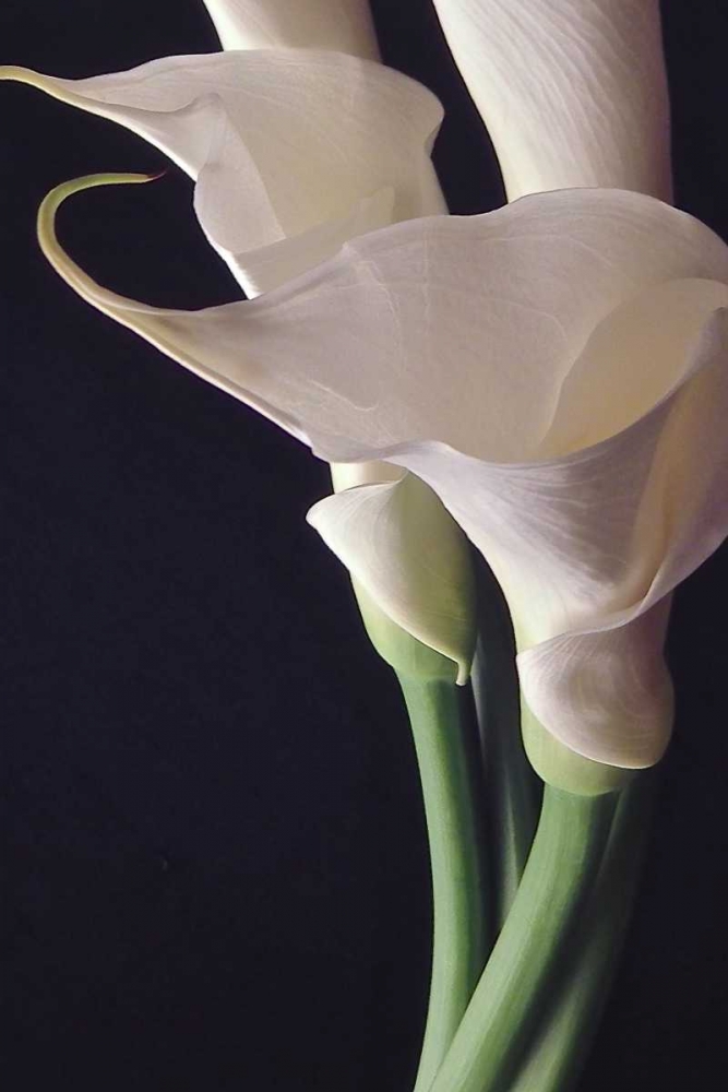 White Callas II art print by Monika Burkhart for $57.95 CAD