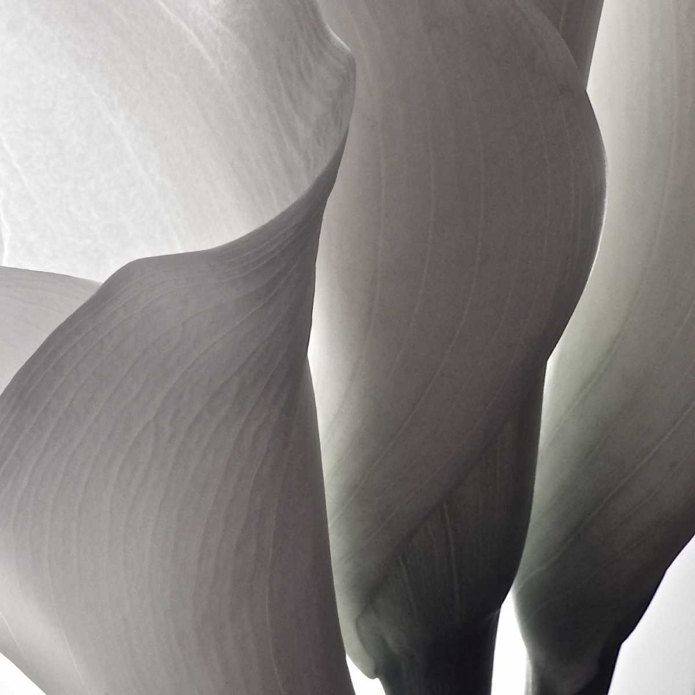 White Callas III art print by Monika Burkhart for $57.95 CAD