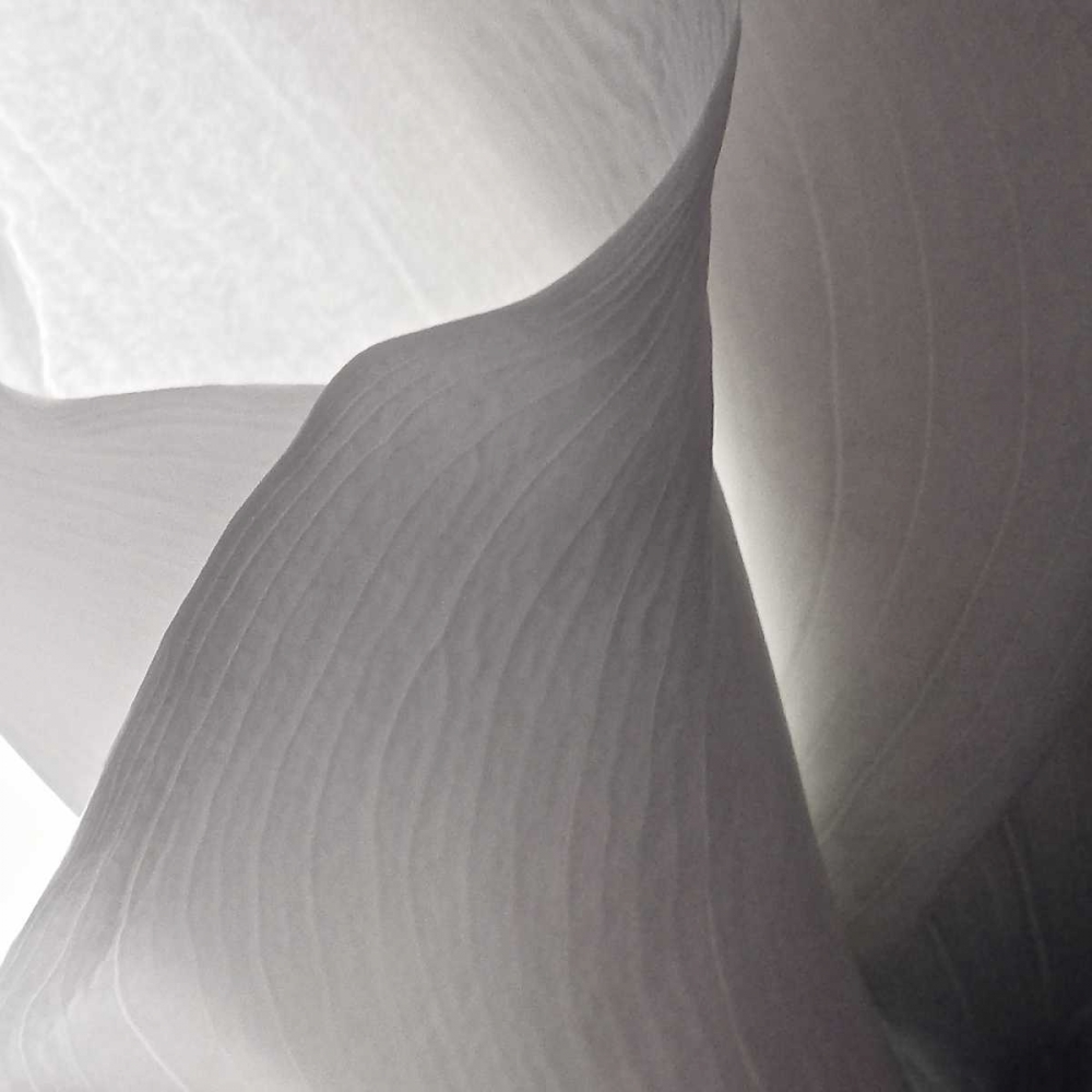 White Callas IV art print by Monika Burkhart for $57.95 CAD