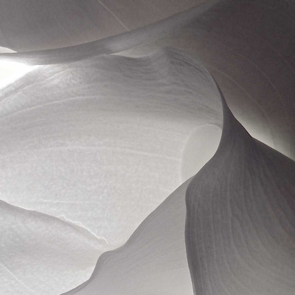 White Callas V art print by Monika Burkhart for $57.95 CAD