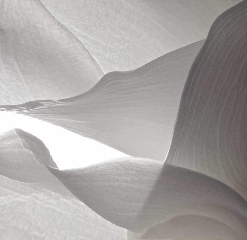 White Callas VI art print by Monika Burkhart for $57.95 CAD