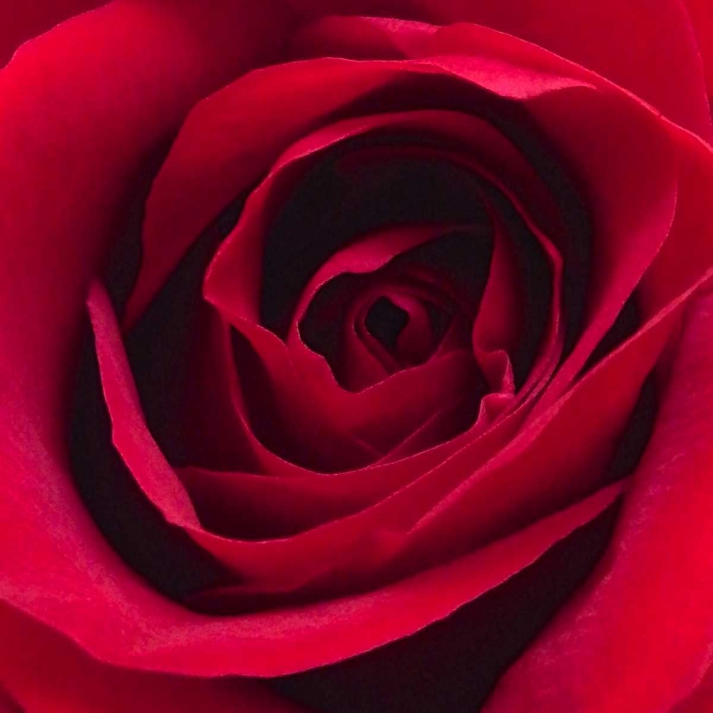 Red Rose I art print by Monika Burkhart for $57.95 CAD