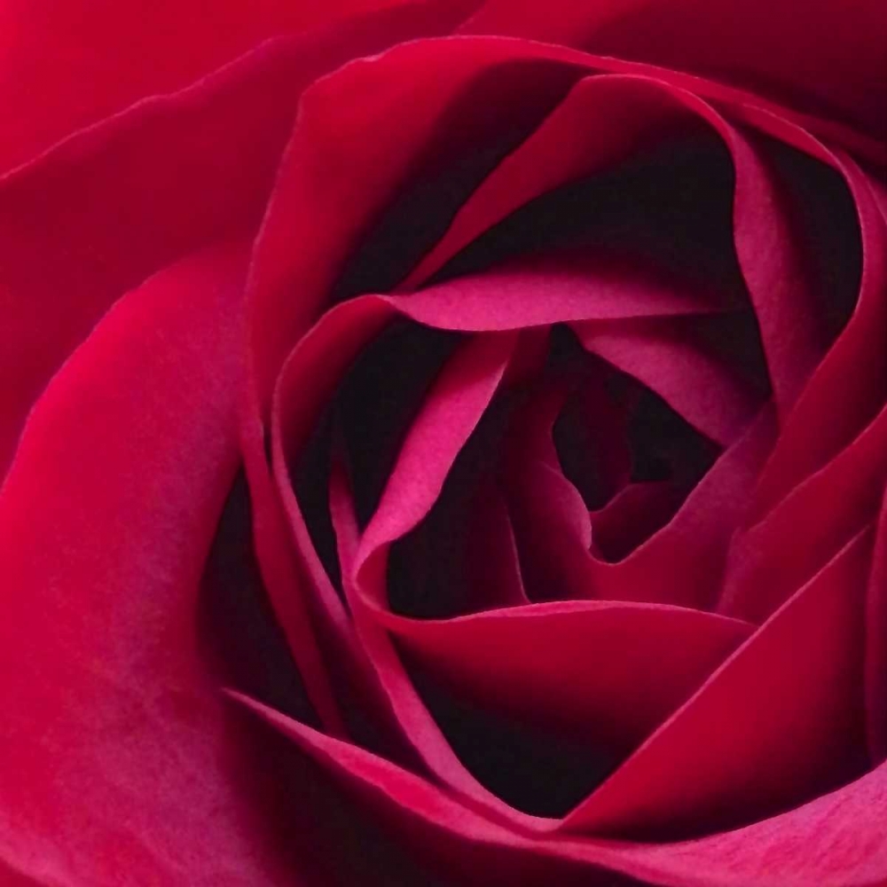 Red Rose II art print by Monika Burkhart for $57.95 CAD