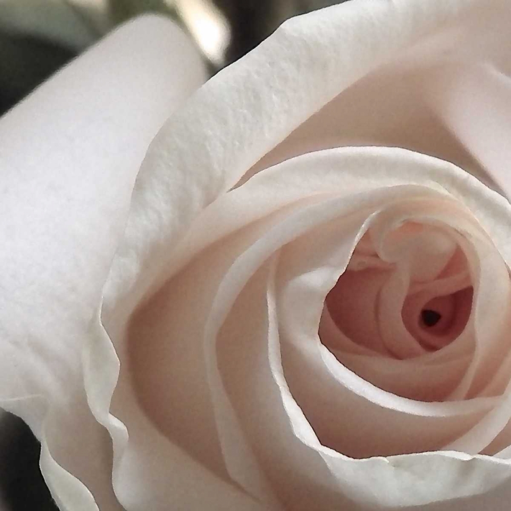 White Rose I art print by Monika Burkhart for $57.95 CAD