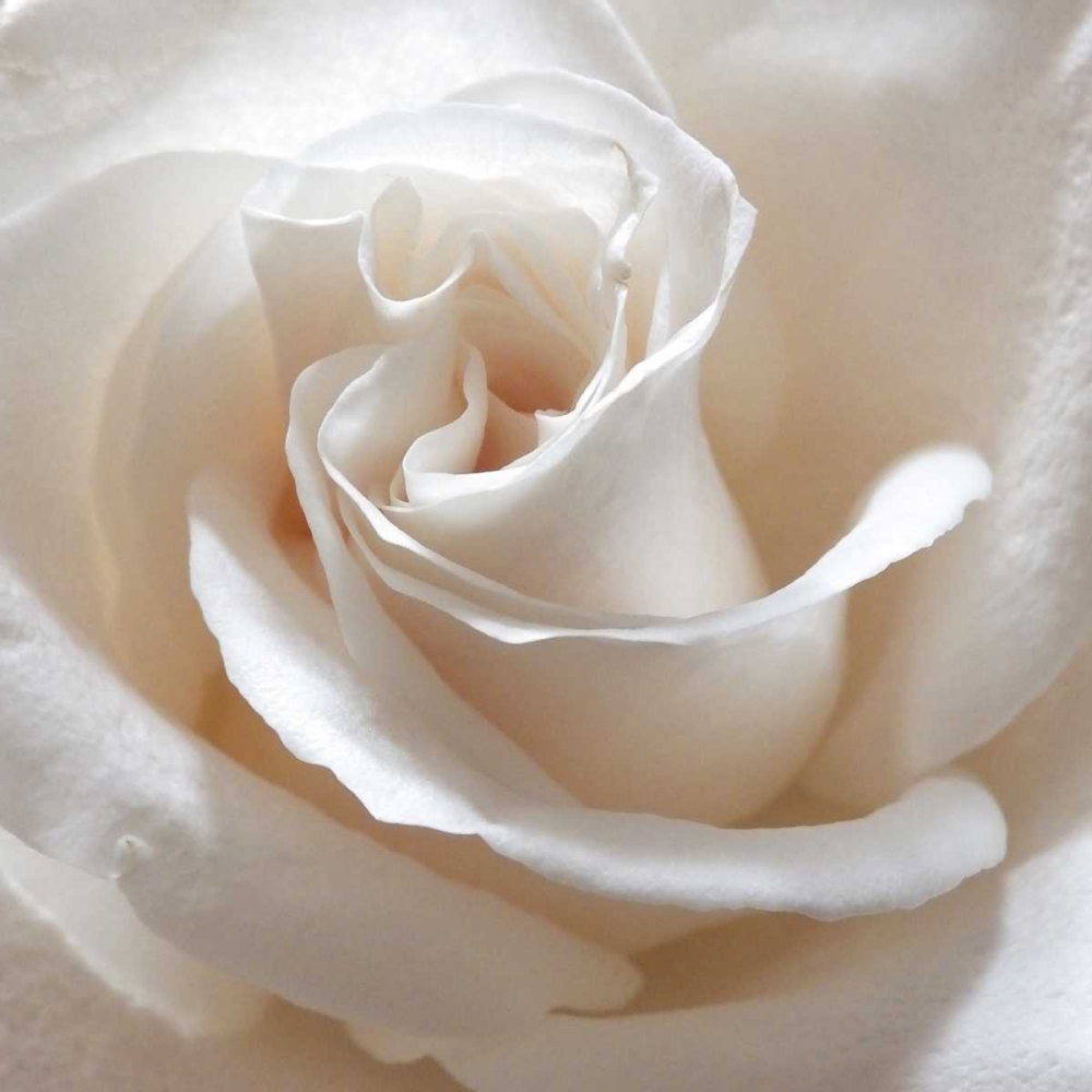 White Rose II art print by Monika Burkhart for $57.95 CAD