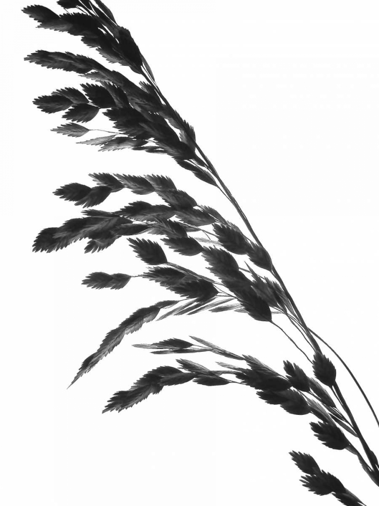 Soliloquy I art print by Monika Burkhart for $57.95 CAD