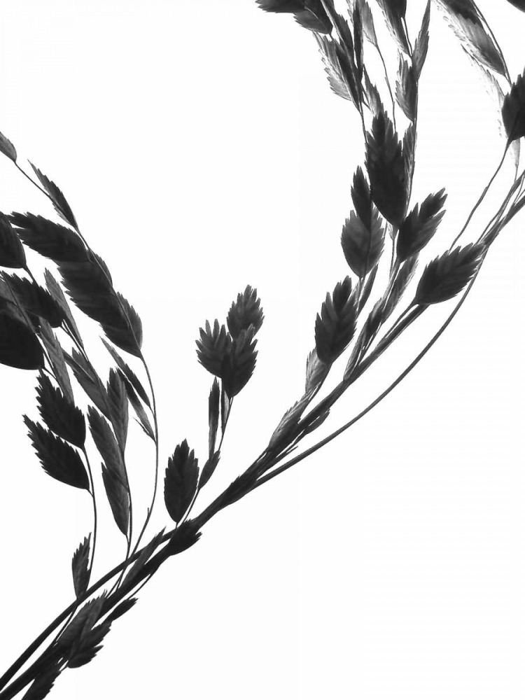 Soliloquy II art print by Monika Burkhart for $57.95 CAD