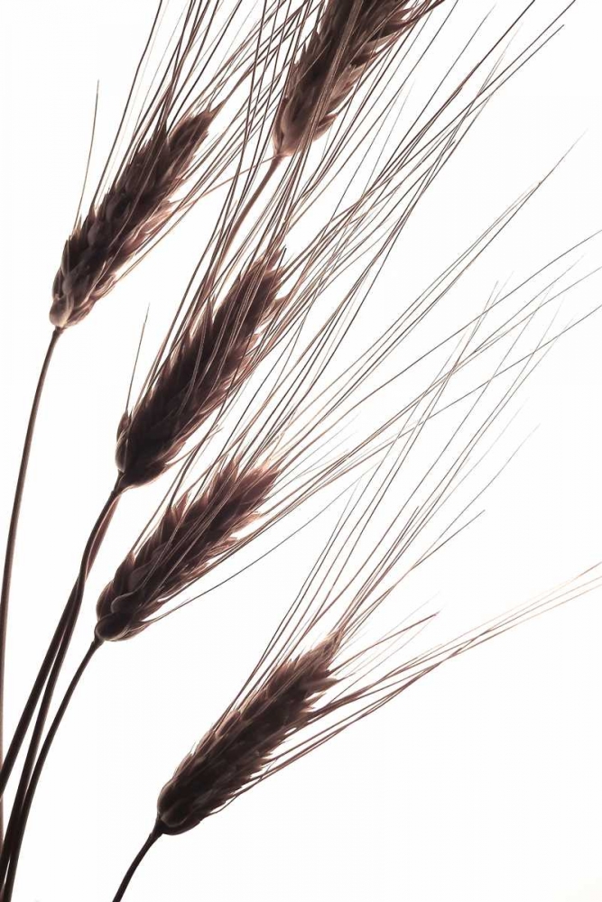 Wheat I art print by Monika Burkhart for $57.95 CAD