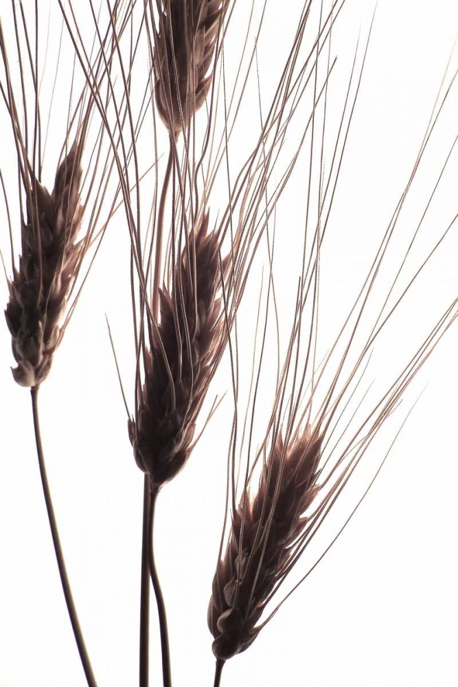 Wheat II art print by Monika Burkhart for $57.95 CAD