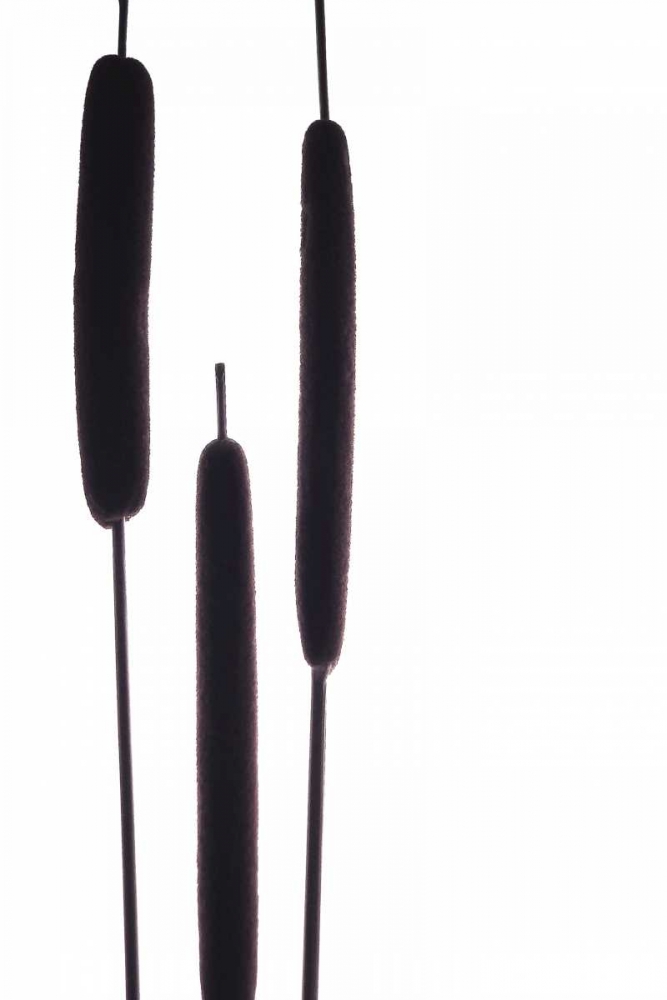 Cat Tails I art print by Monika Burkhart for $57.95 CAD