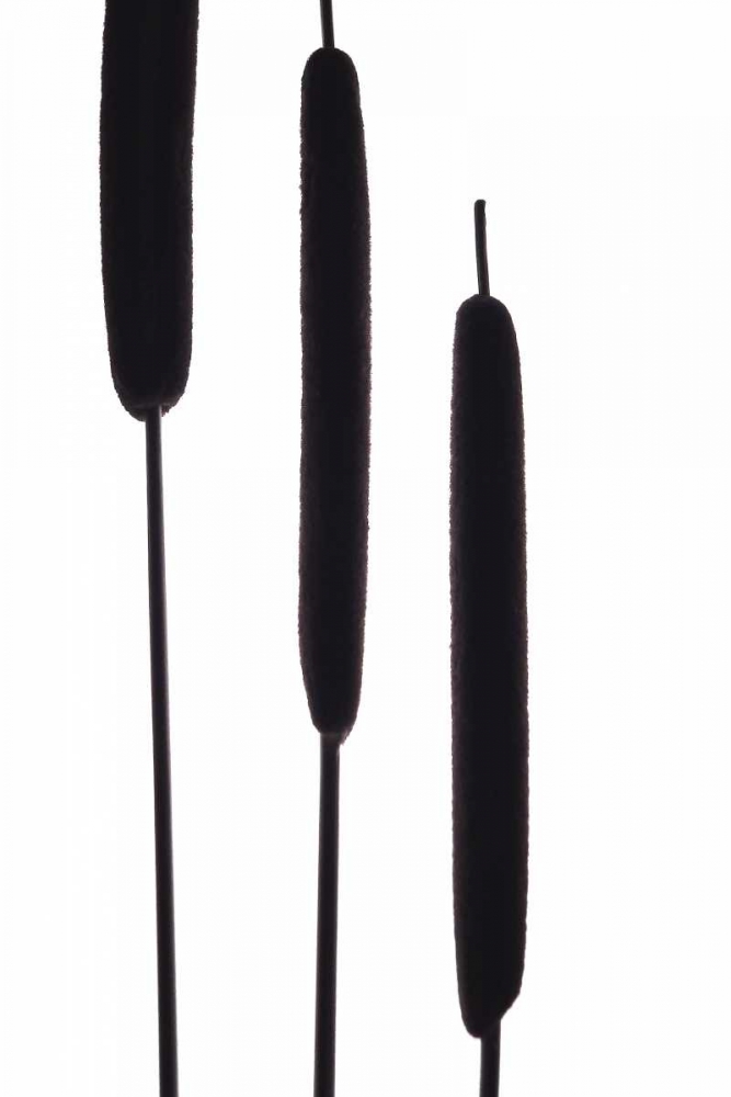 Cat Tails II art print by Monika Burkhart for $57.95 CAD