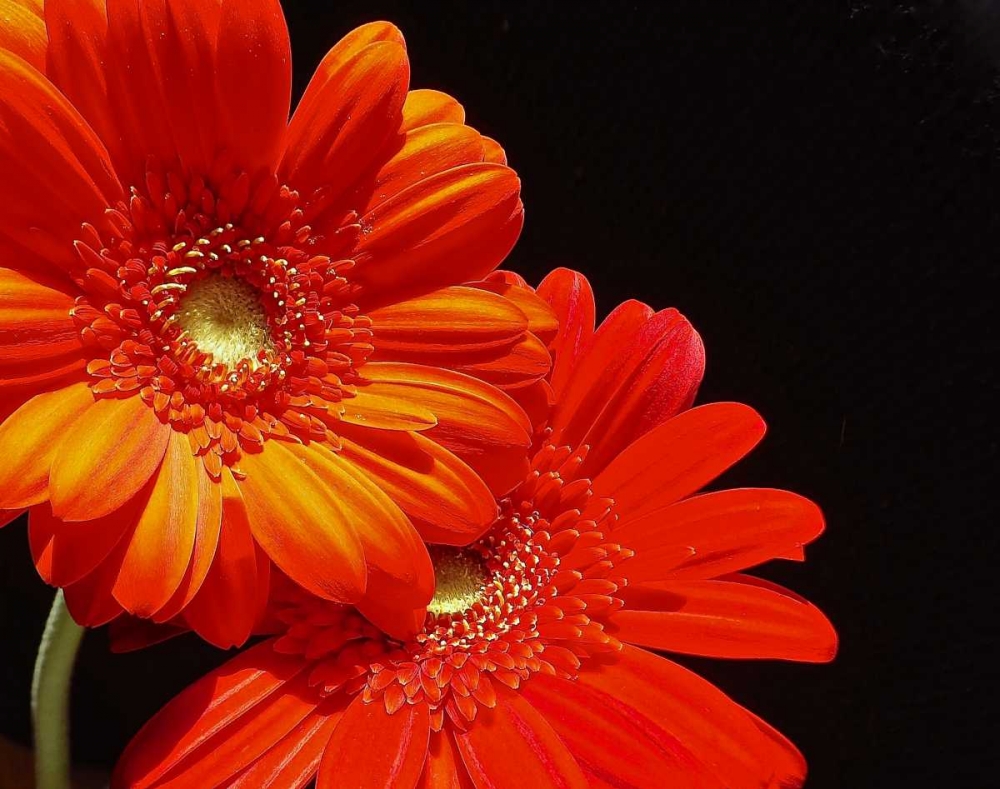 Orange Daisies art print by Monika Burkhart for $57.95 CAD