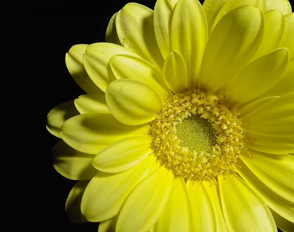 Yellow Daisy art print by Monika Burkhart for $57.95 CAD