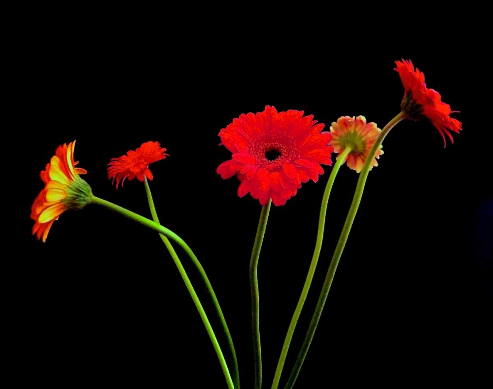 Crazy Daisies I art print by Monika Burkhart for $57.95 CAD