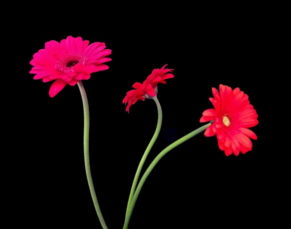 Crazy Daisies II art print by Monika Burkhart for $57.95 CAD