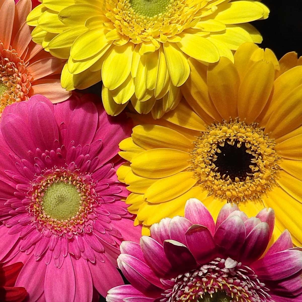 Spring Potpourri I art print by Monika Burkhart for $57.95 CAD