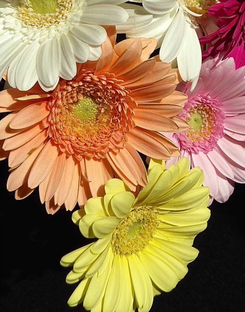 Spring Potpourri III art print by Monika Burkhart for $57.95 CAD