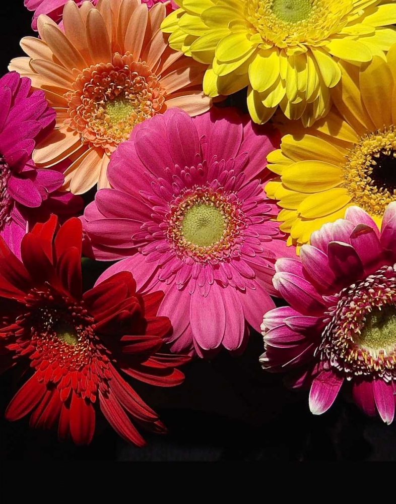 Spring Potpourri IV art print by Monika Burkhart for $57.95 CAD