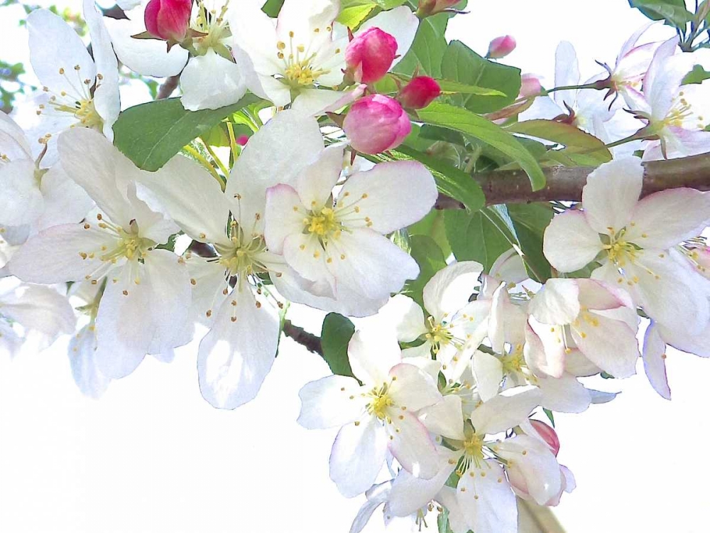 Spring Delight I art print by Monika Burkhart for $57.95 CAD