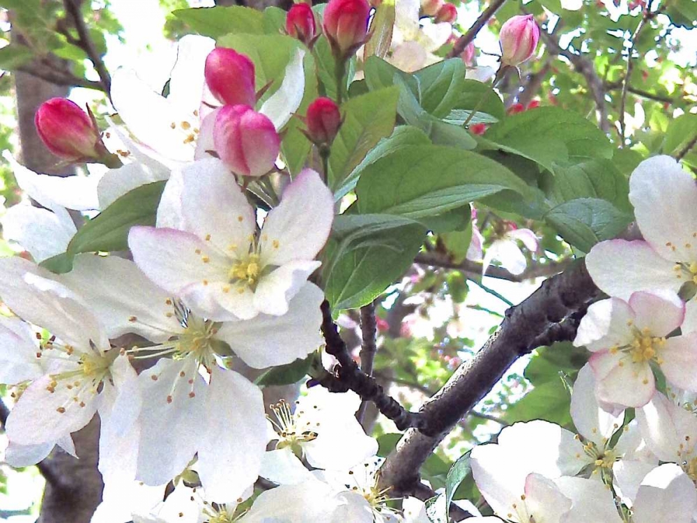 Spring Delight II art print by Monika Burkhart for $57.95 CAD