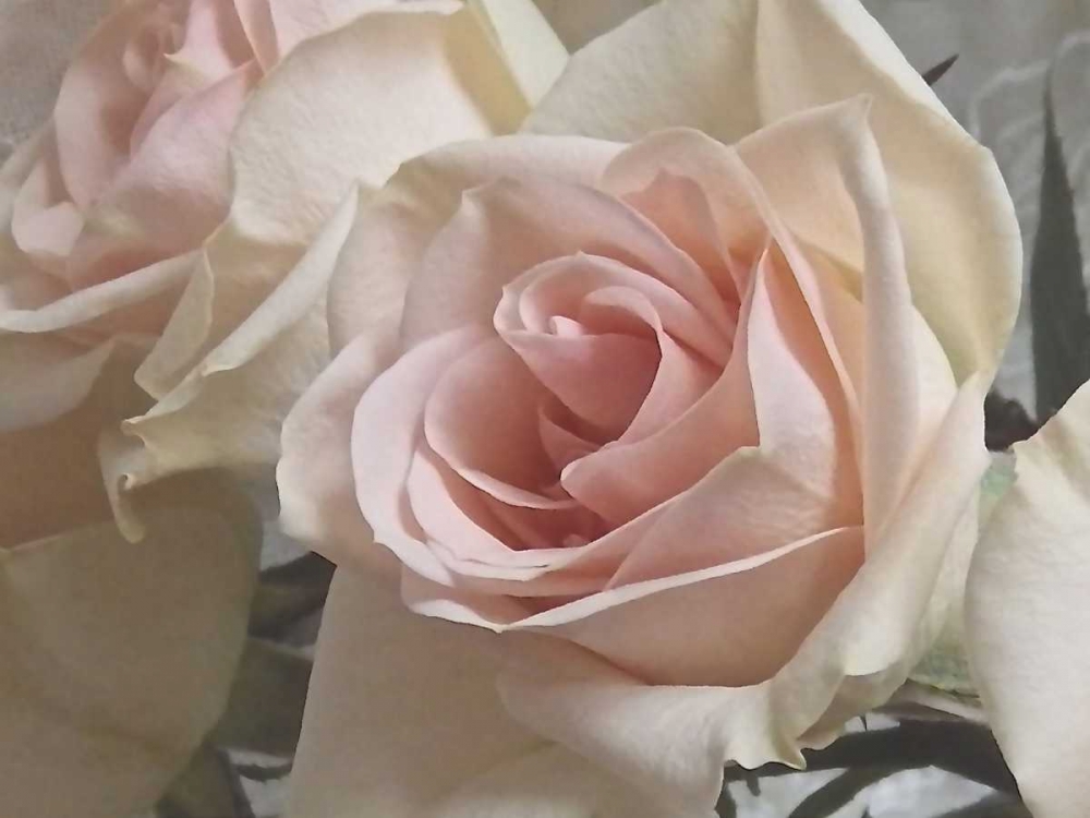 Summer Romance I art print by Monika Burkhart for $57.95 CAD