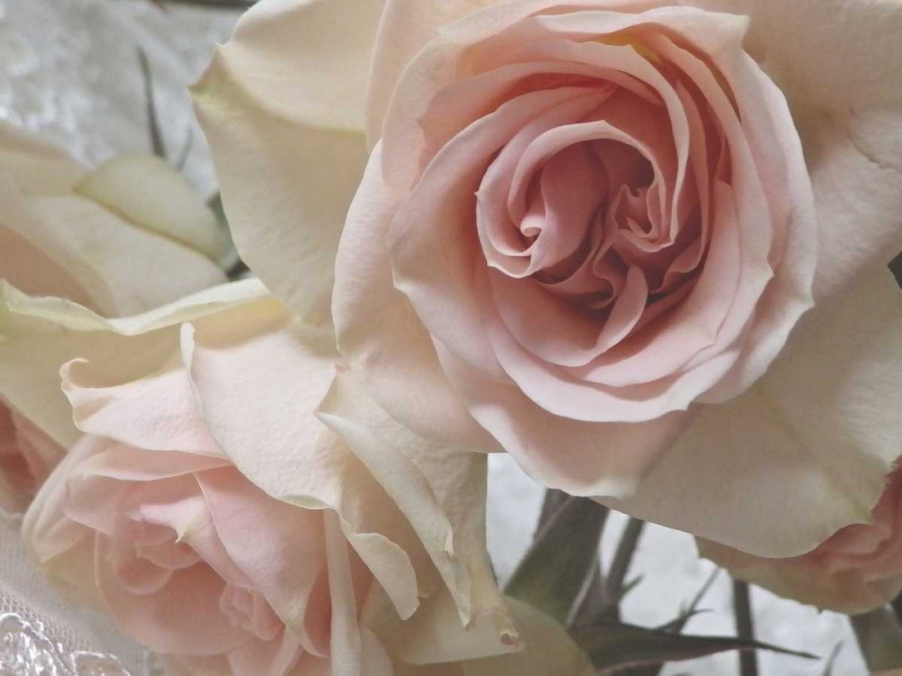 Summer Romance II art print by Monika Burkhart for $57.95 CAD
