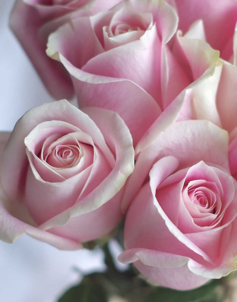 Perfectly Pink I art print by Monika Burkhart for $57.95 CAD