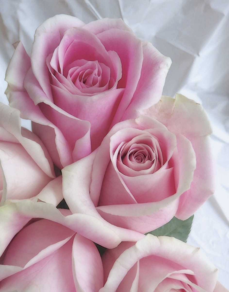 Perfectly Pink II art print by Monika Burkhart for $57.95 CAD