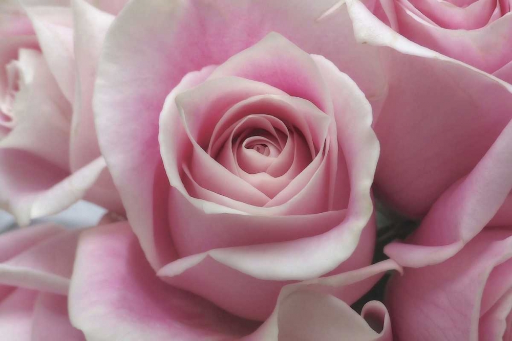 Perfectly Pink III art print by Monika Burkhart for $57.95 CAD