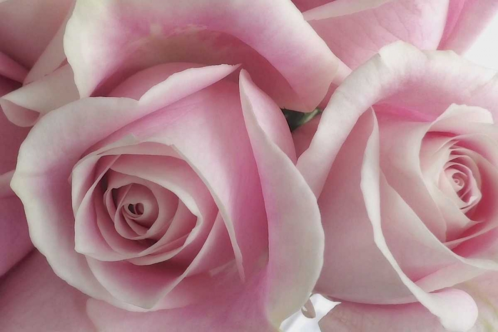 Perfectly Pink IV art print by Monika Burkhart for $57.95 CAD