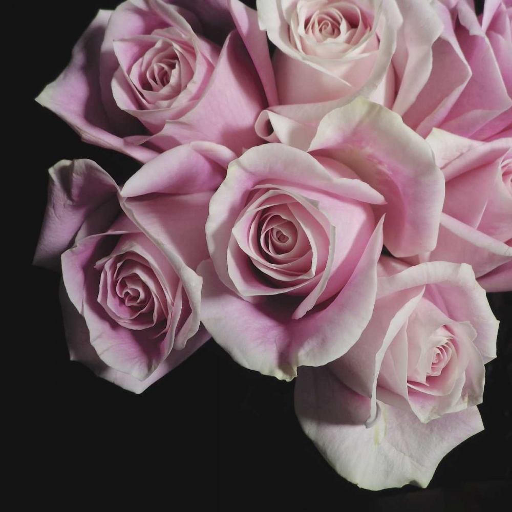 Moonlight and Roses I art print by Monika Burkhart for $57.95 CAD