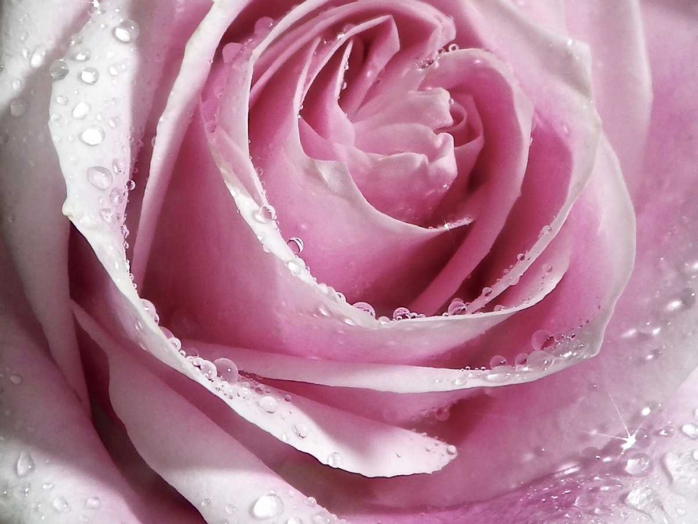 Raindrops and Roses I art print by Monika Burkhart for $57.95 CAD
