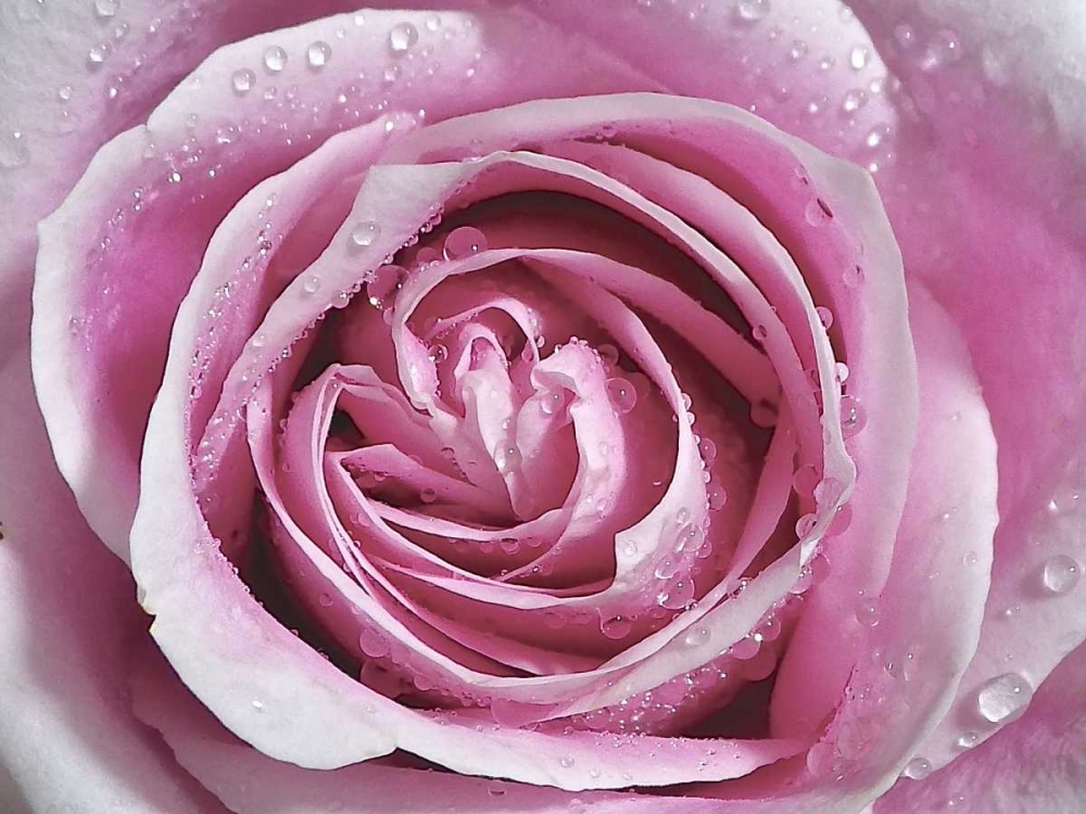 Raindrops and Roses II art print by Monika Burkhart for $57.95 CAD